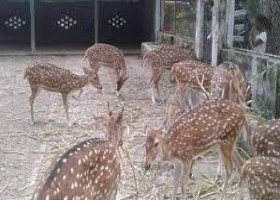Khulna