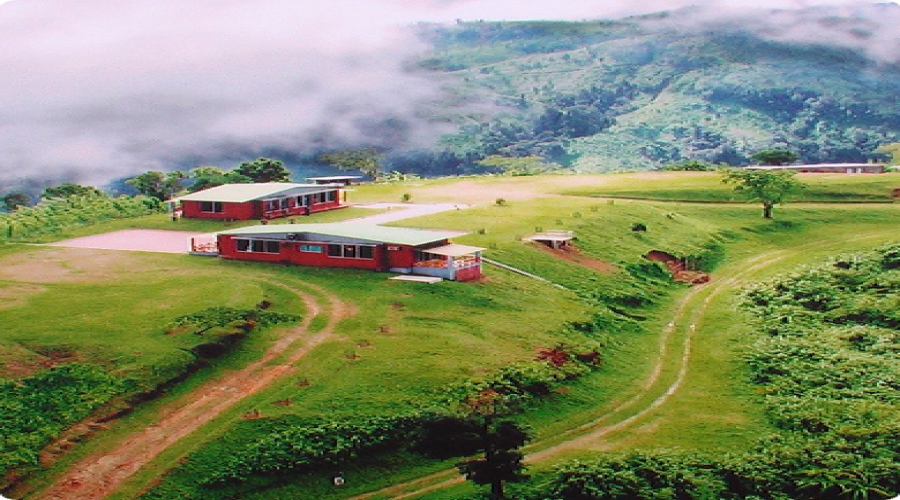 Sajek